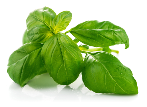 How to Grow Basil Herb from Seed