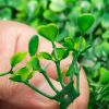 12PCS 10x10 inch Artificial Boxwood Panels, Boxwood Hedge Wall Mat,Artificial Grass Backdrop Wall